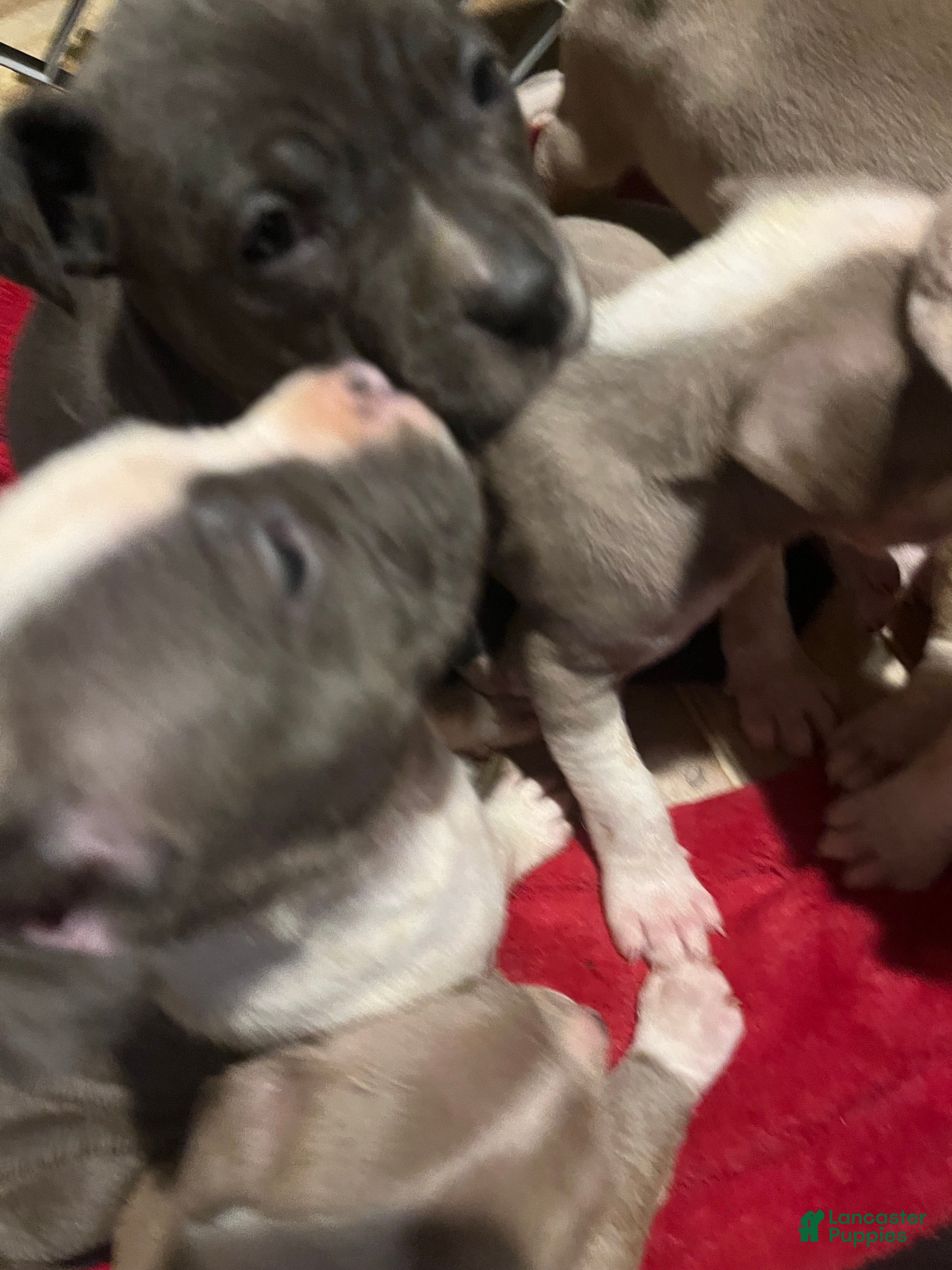 American Pit Bull Terrier dogs American Pit Bull Terrier Puppy 6 - Ad 24