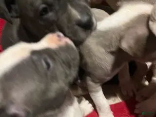 American Pit Bull Terrier dogs American Pit Bull Terrier Puppy 6 - Ad 24