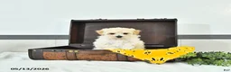 Maltipoo dogs for sale: Silas - Ad 2