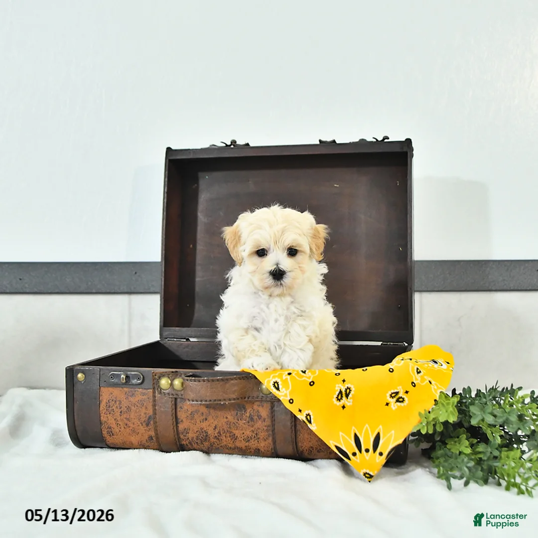 Maltipoo dogs for sale: Silas - Ad 2
