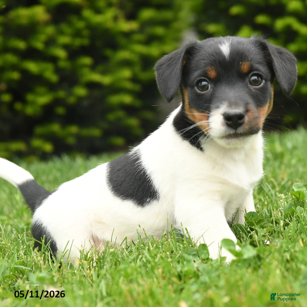 Jack Russell Terrier dogs for sale: Barry - Ad 3