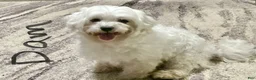 Maltese dogs for sale: Lvy - Ad 4