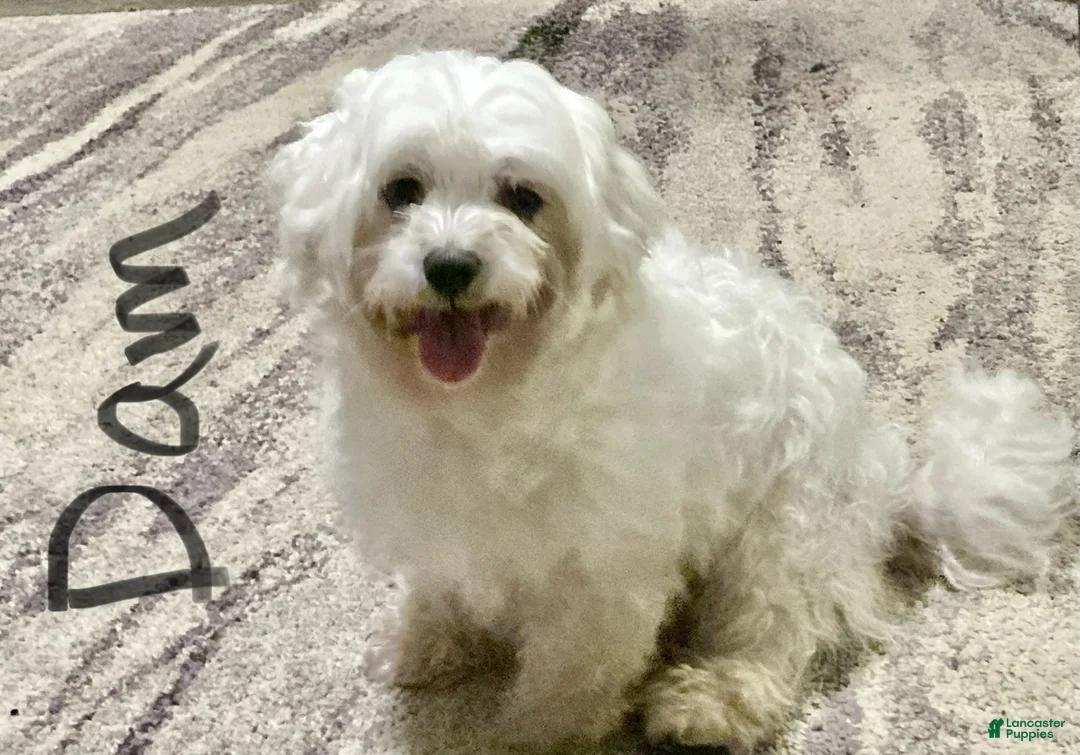 Maltese dogs for sale: Lvy - Ad 4