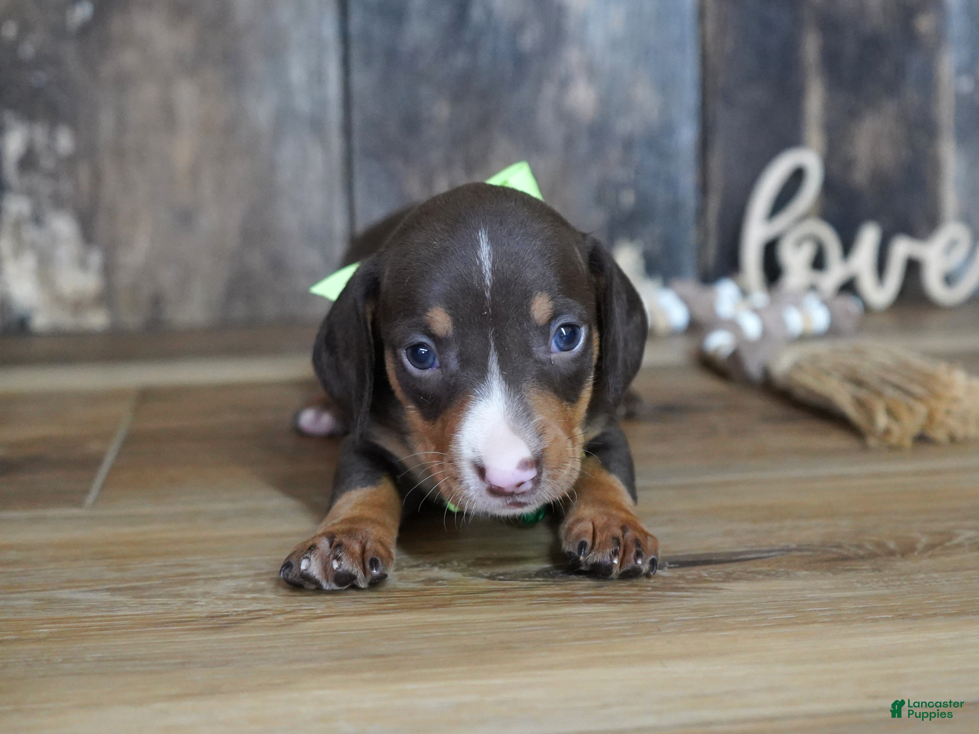Miniature Dachshund dogs Tippy - Ad 25