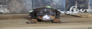 Tippy