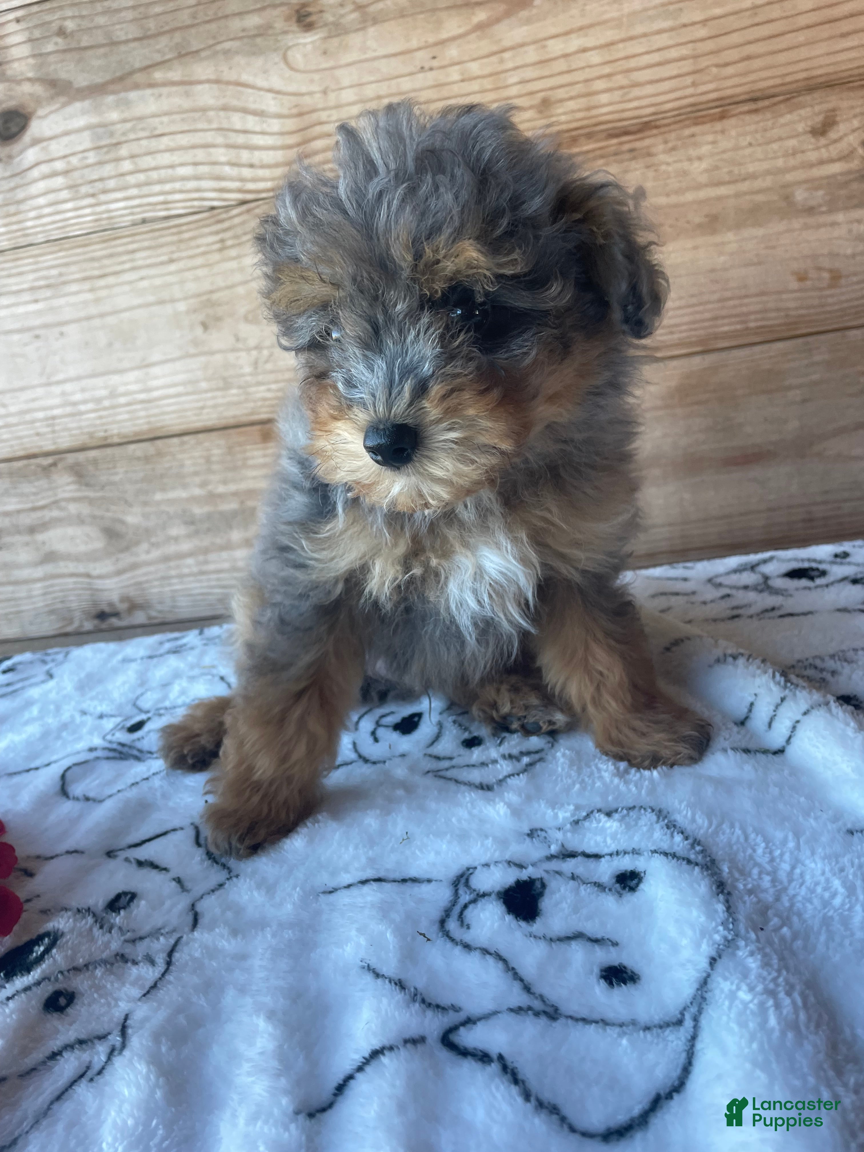 Pomapoo dogs Bingo - Ad 16