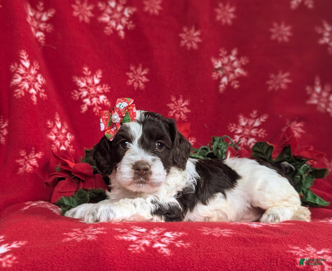 Cockapoo dogs for sale: Belinda Chocolate and White - Ad 4