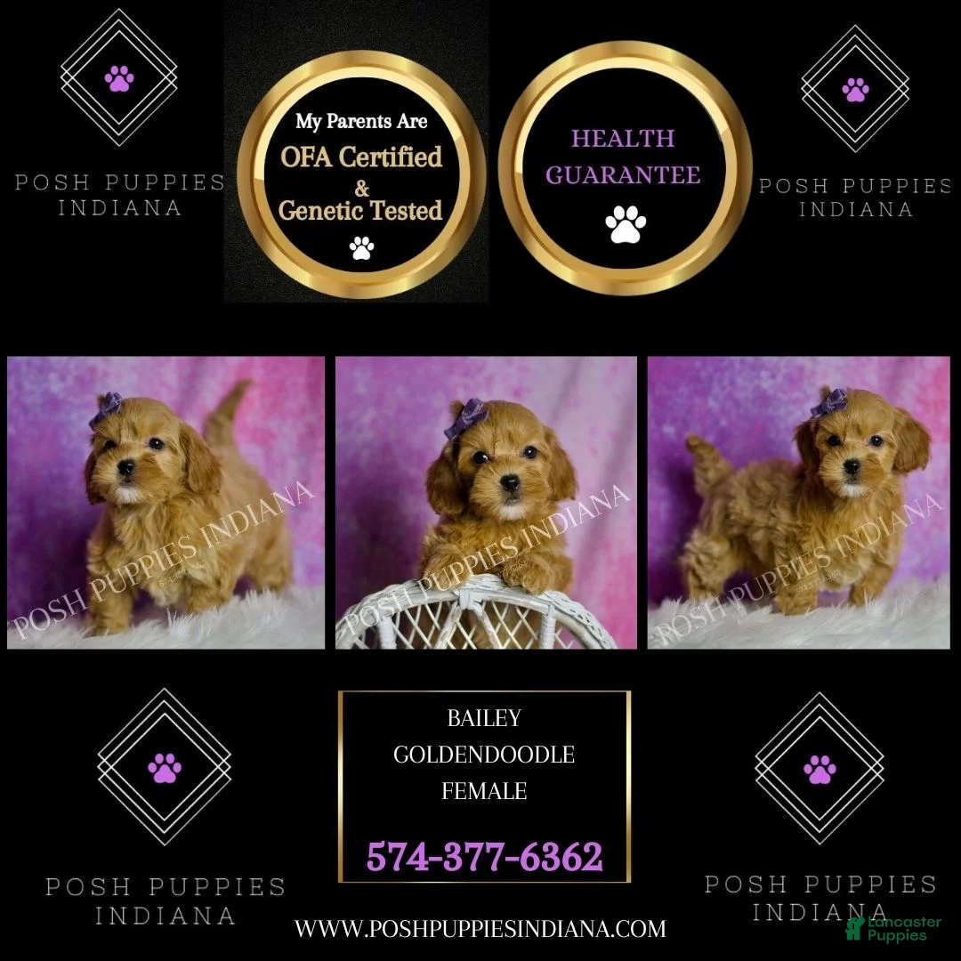 Mini Goldendoodle dogs for sale: Bailey - Ad 7