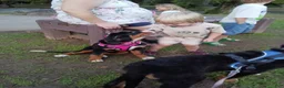 Bernese Mountain Dog dogs for sale: Bernese Mountain Dog 2 - Ad 54