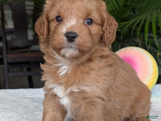 Mini Goldendoodle dogs - Ad 26