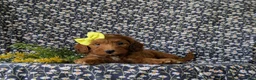 Cockapoo dogs for sale: Brie HYpoallergenic - Ad 3