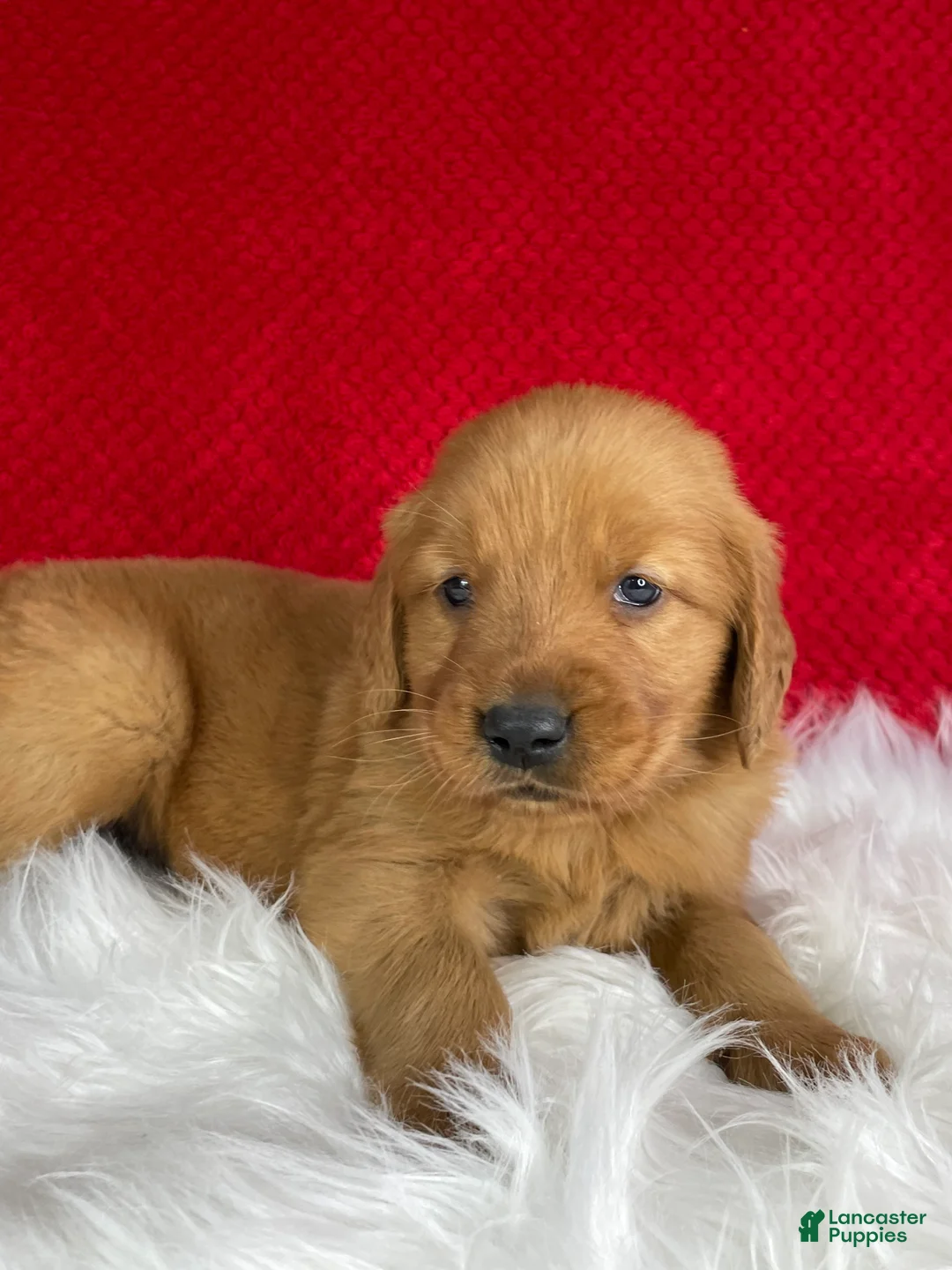 Golden Retriever dogs for sale: River - Ad 2