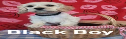 Cockapoo dogs for sale: Black Boy  - Ad 20