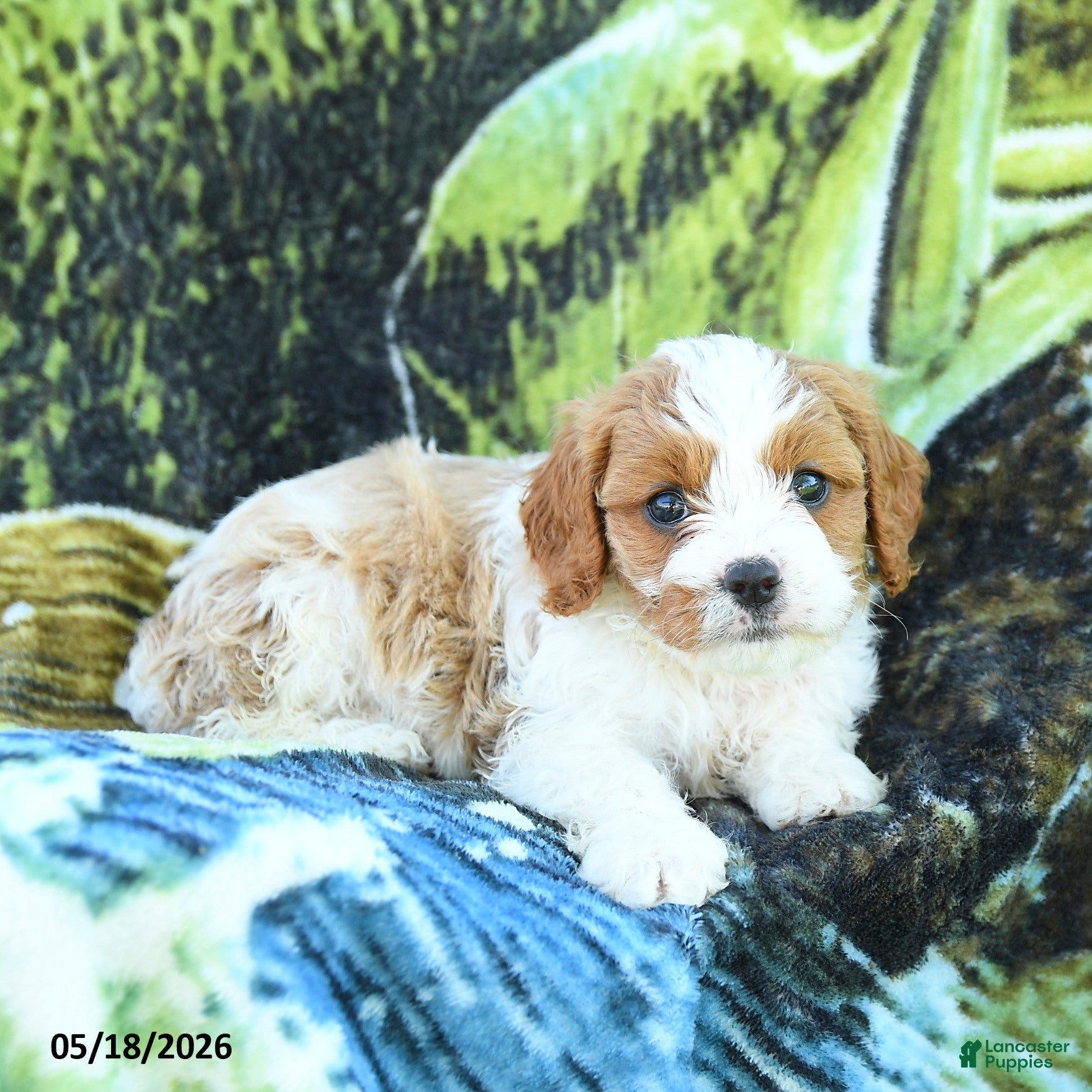 Cavapoo dogs Mason - Ad 2