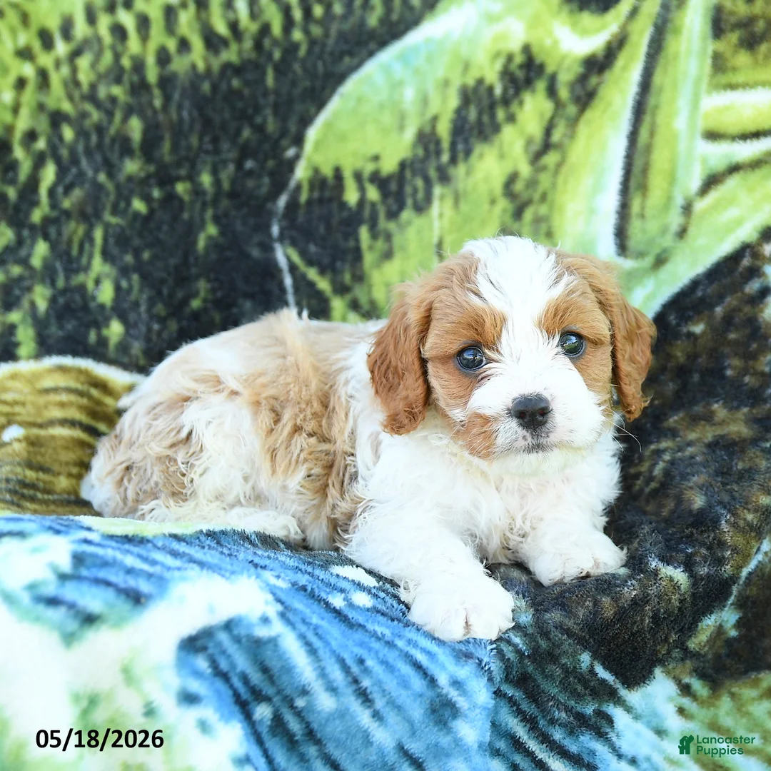 Cavapoo dogs for sale: Mason - Ad 2