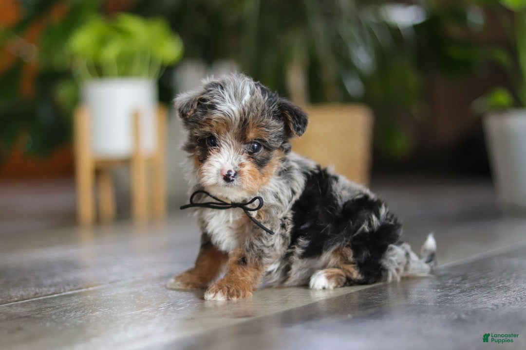 Yorkiepoo dogs for sale: Sauvage - Ad 2