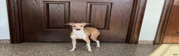 Italian Greyhound dogs for sale: Italian Greyhound male 3 Fawn boy  - Ad 11