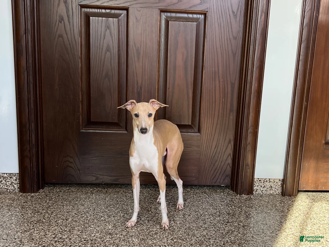 Italian Greyhound dogs for sale: Italian Greyhound male 3 Fawn boy  - Ad 11