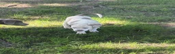 American Bully dogs for sale: Casper - Ad 4