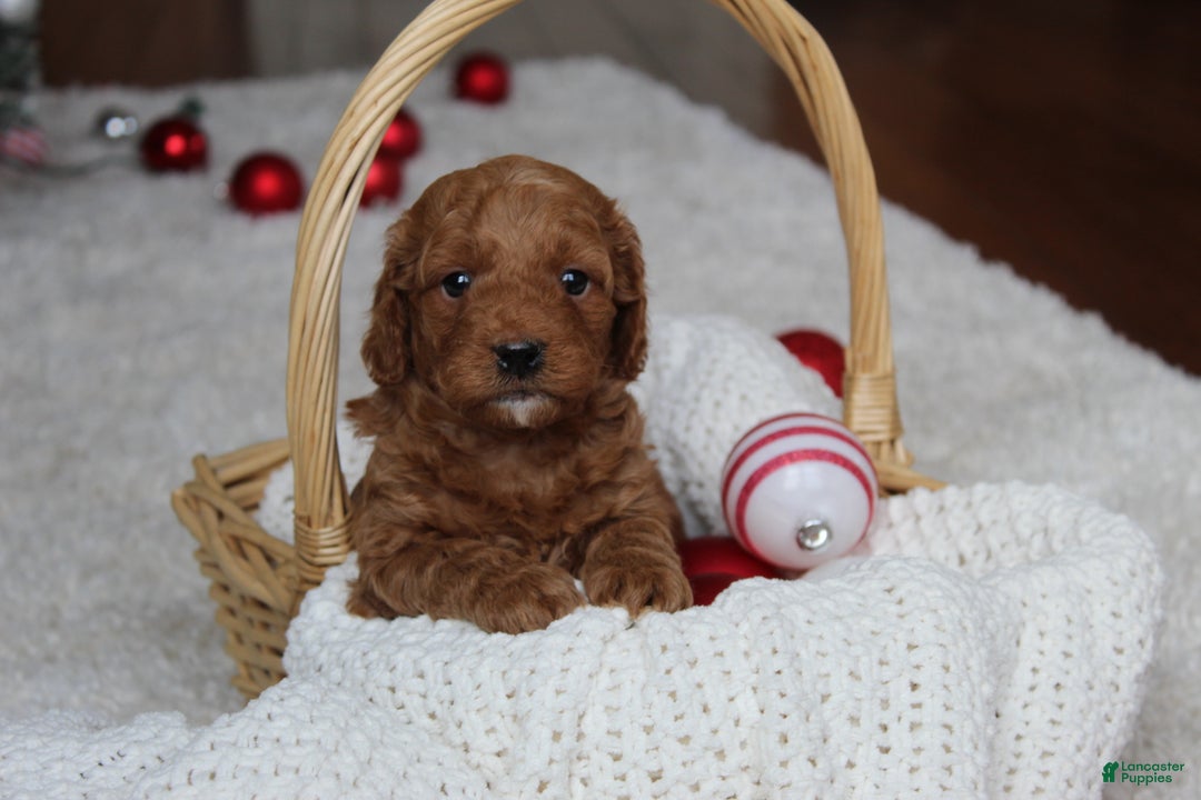 Cavapoochon dogs for sale: Melanie - Ad 7