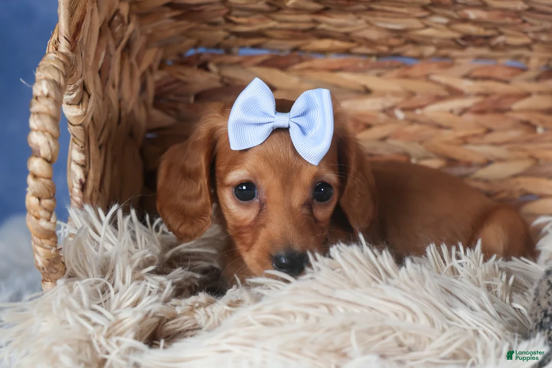 Dachshund dogs for sale: Quenton - Ad 5