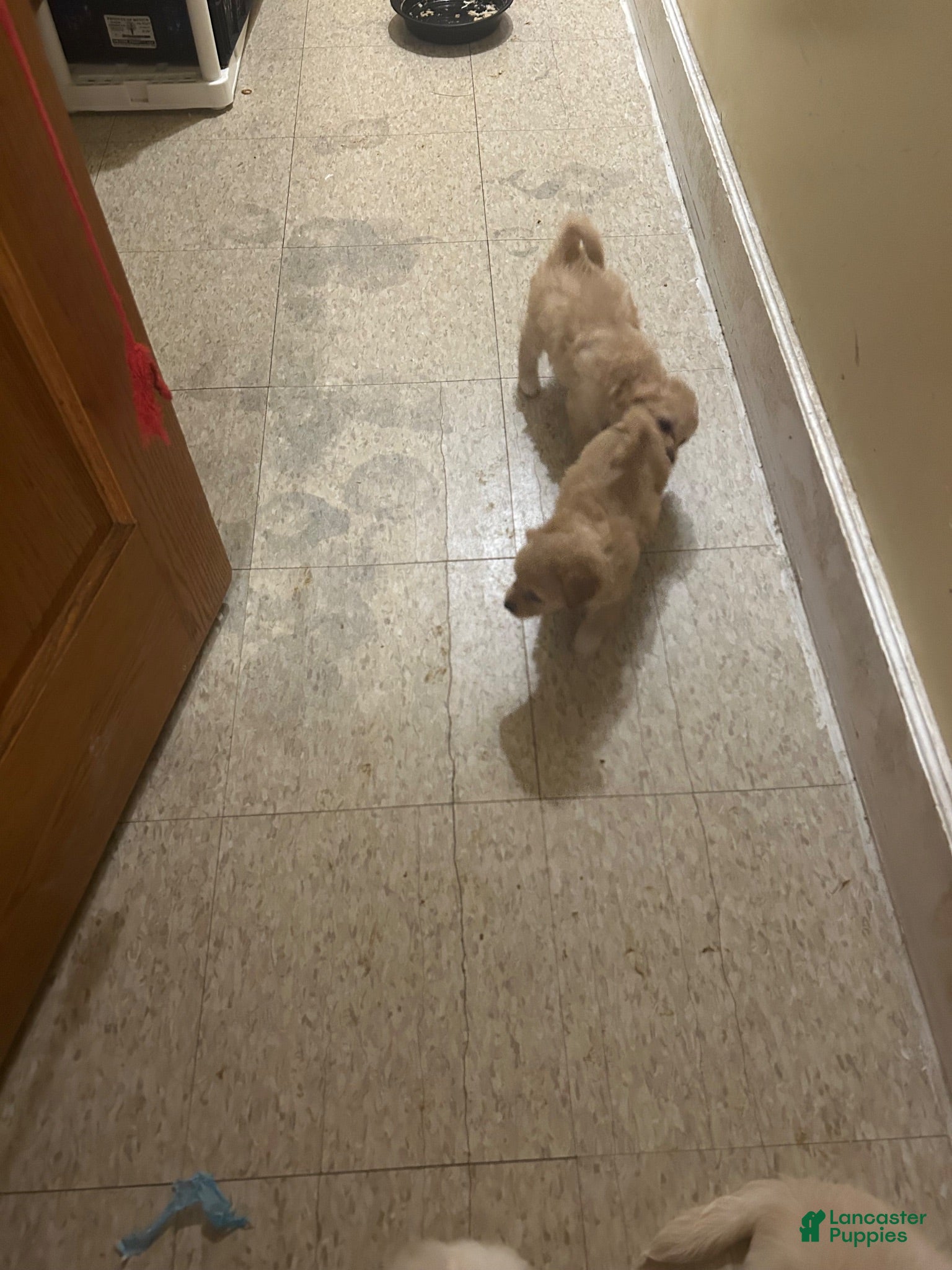 Mixed Breed dogs Maltese 6 - Ad 10