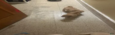 Maltese 6