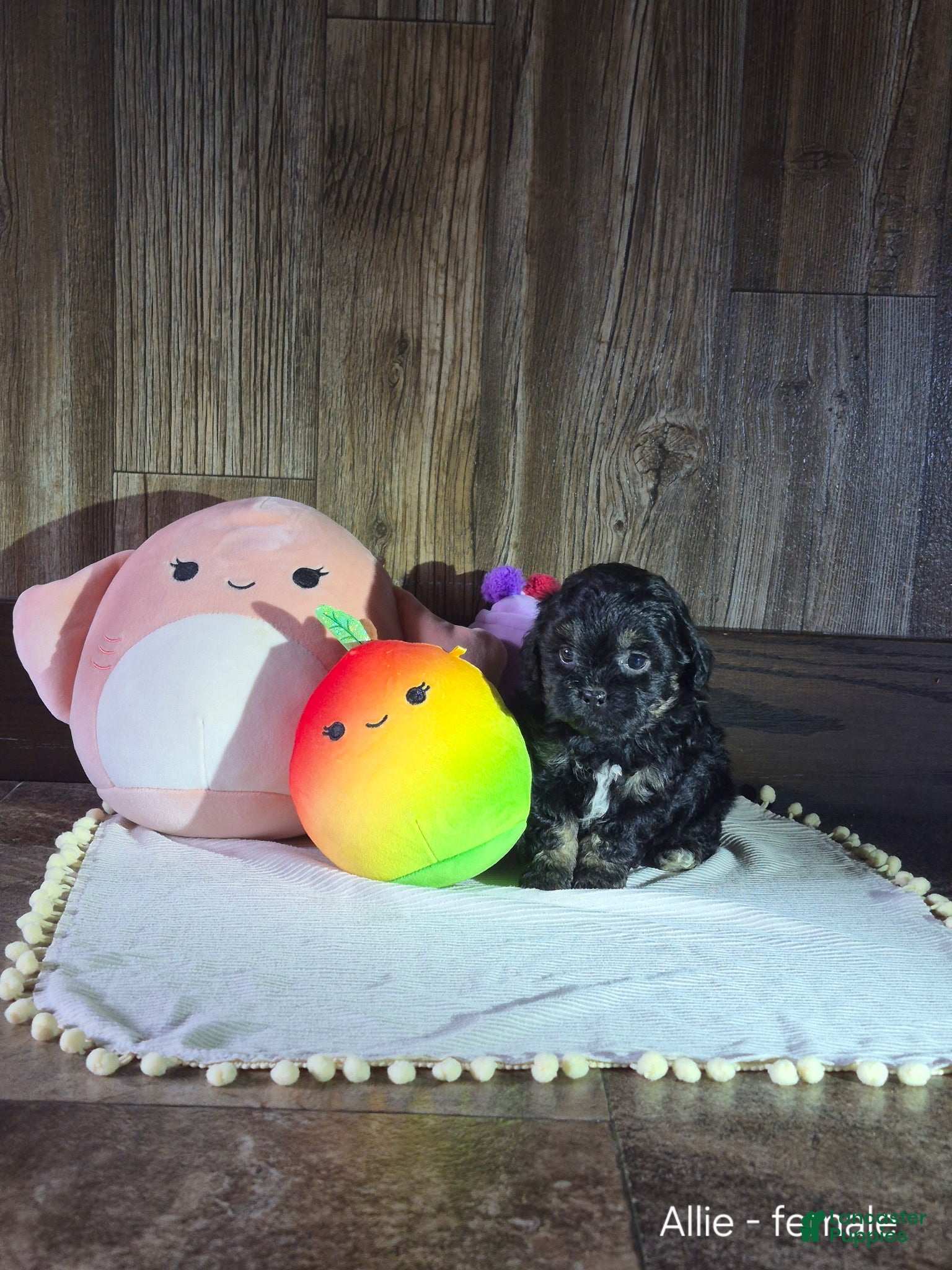Shihpoo dogs Allie - Ad 1