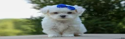 Maltese dogs for sale: OREO - Ad 5