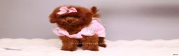 Toy Poodle dogs for sale: Ruby mahogany red toy girl  - Ad 5