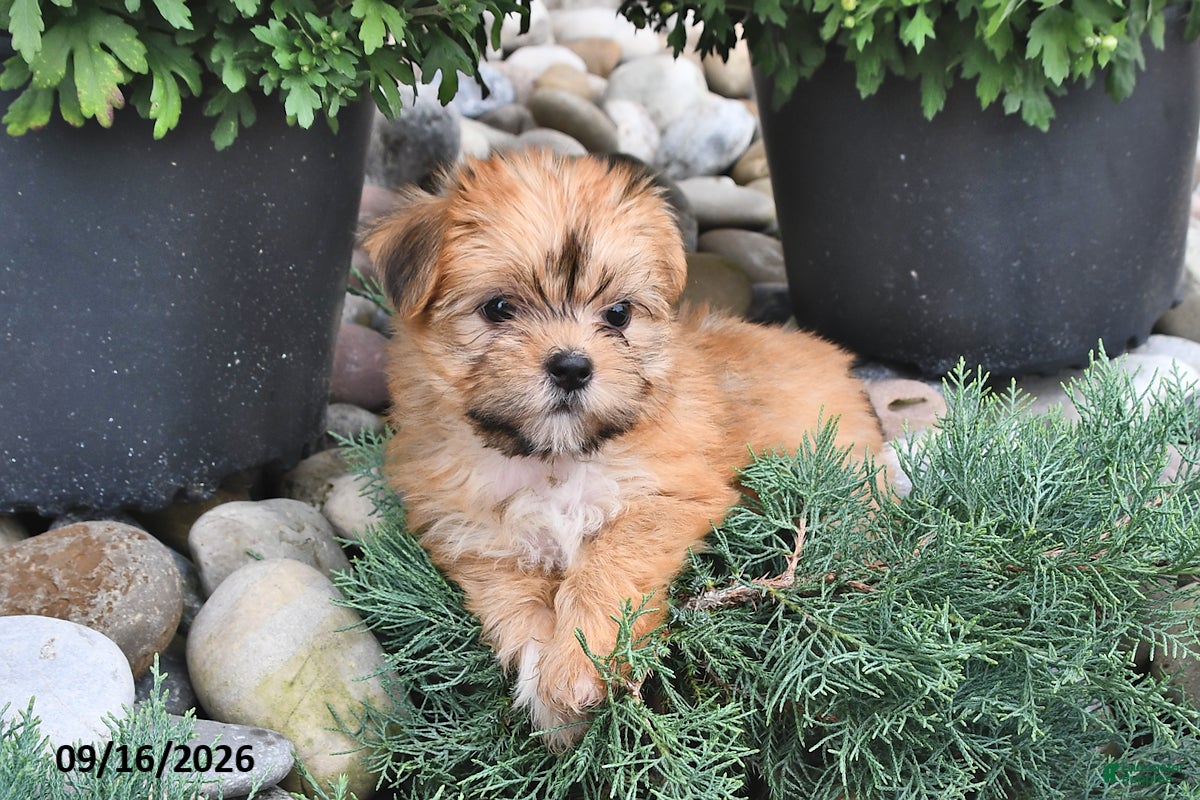 Shorkie dogs Bella   - Ad 1