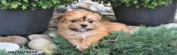 Shorkie dogs for sale: Bella   - Ad 1