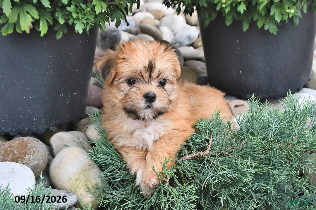 Shorkie dogs for sale: Bella   - Ad 1