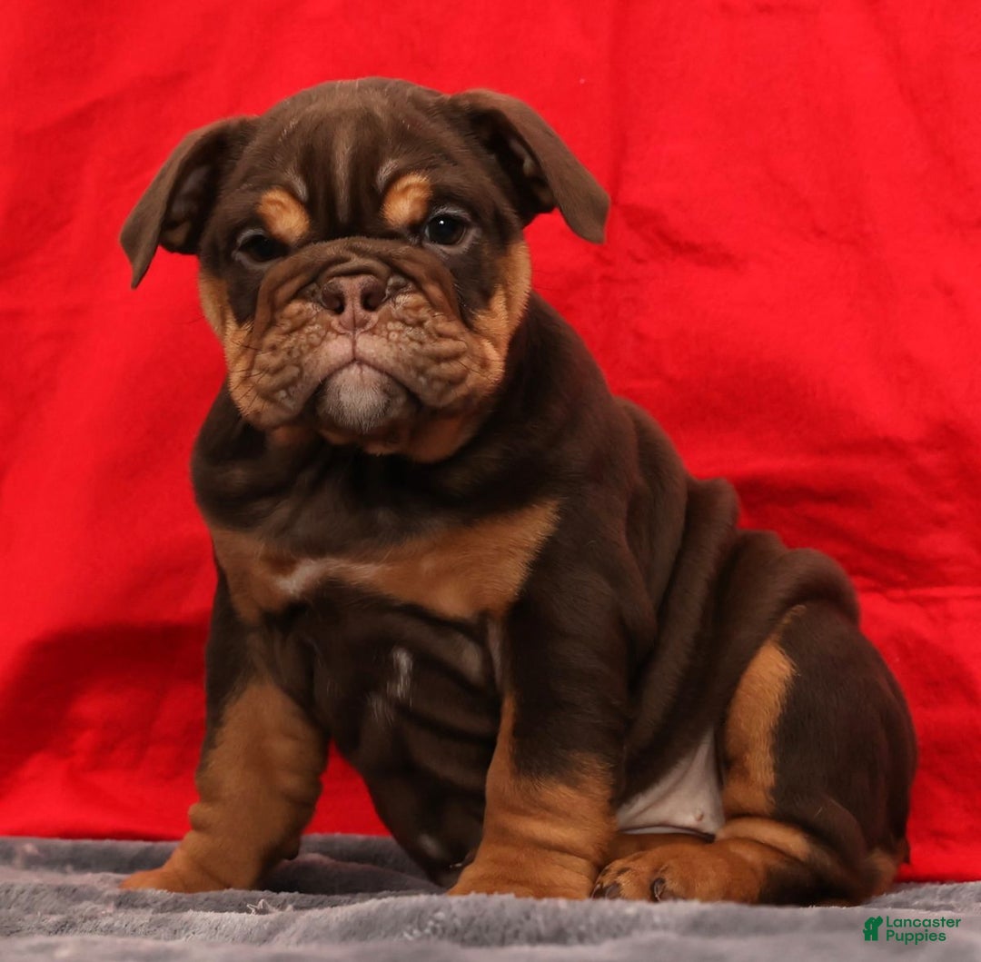 English Bulldog dogs for sale: Kimberly - Ad 4