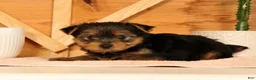 Yorkshire Terrier dogs for sale: Vinnie - Ad 6