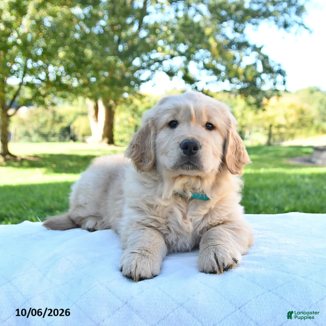 Golden Retriever dogs for sale: Ricky  - Ad 1