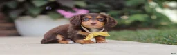 Miniature Dachshund dogs for sale: Grover - Ad 12