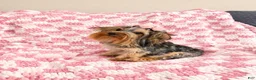 Yorkshire Terrier dogs for sale: Yorkshire Terrier 2 AKC peaches  - Ad 2