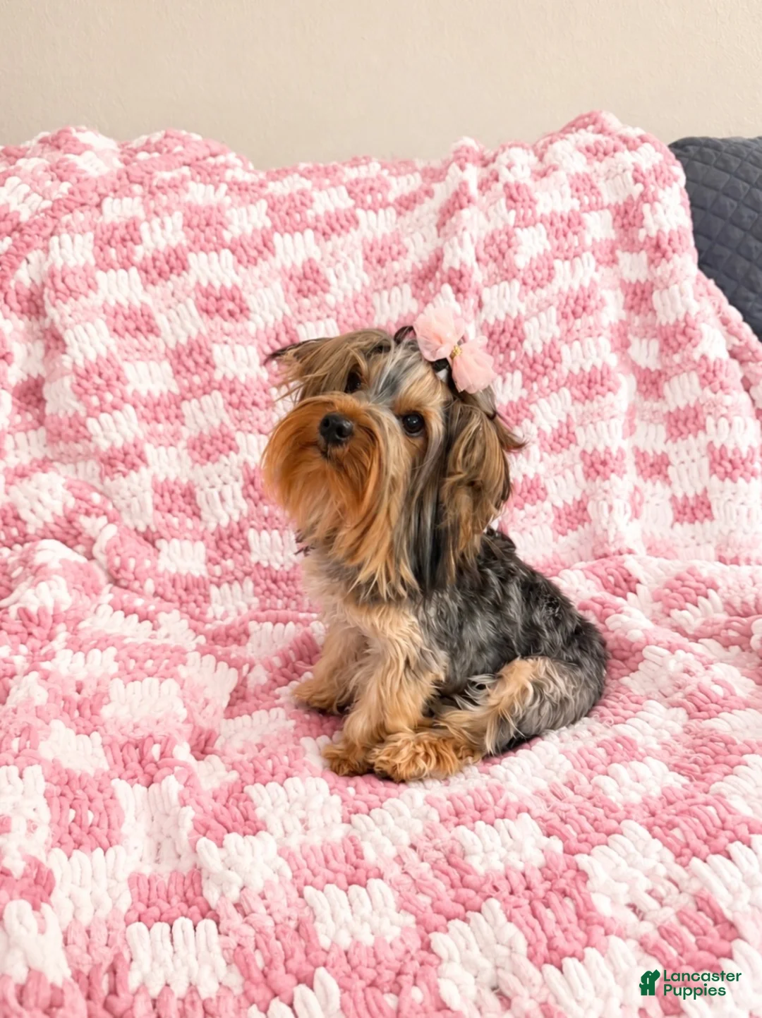 Yorkshire Terrier dogs for sale: Yorkshire Terrier 2 AKC peaches  - Ad 2