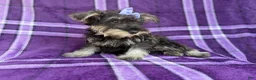 Miniature Schnauzer dogs for sale: Puddles - Ad 6