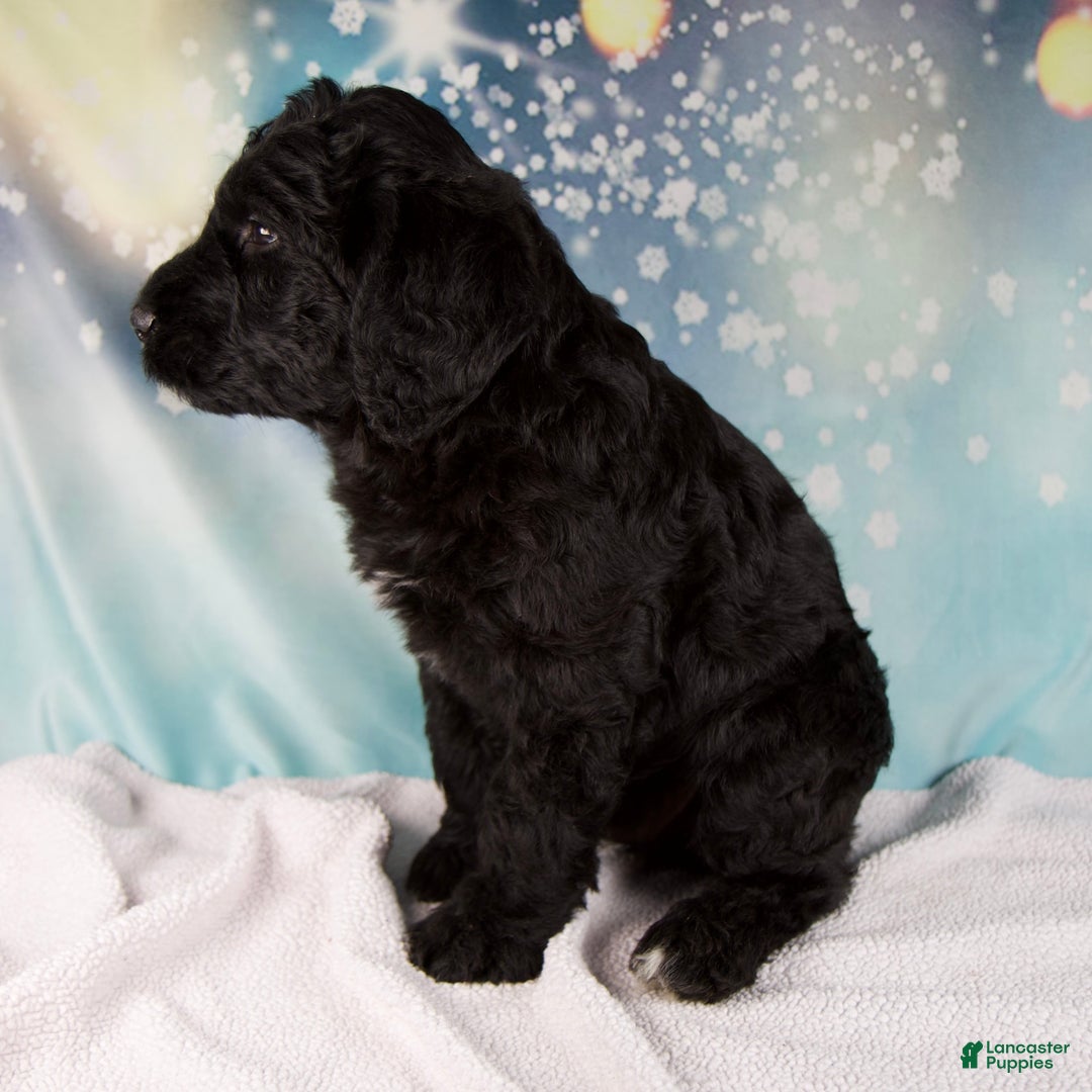 Mixed Breed dogs for sale: Blake - Ad 4