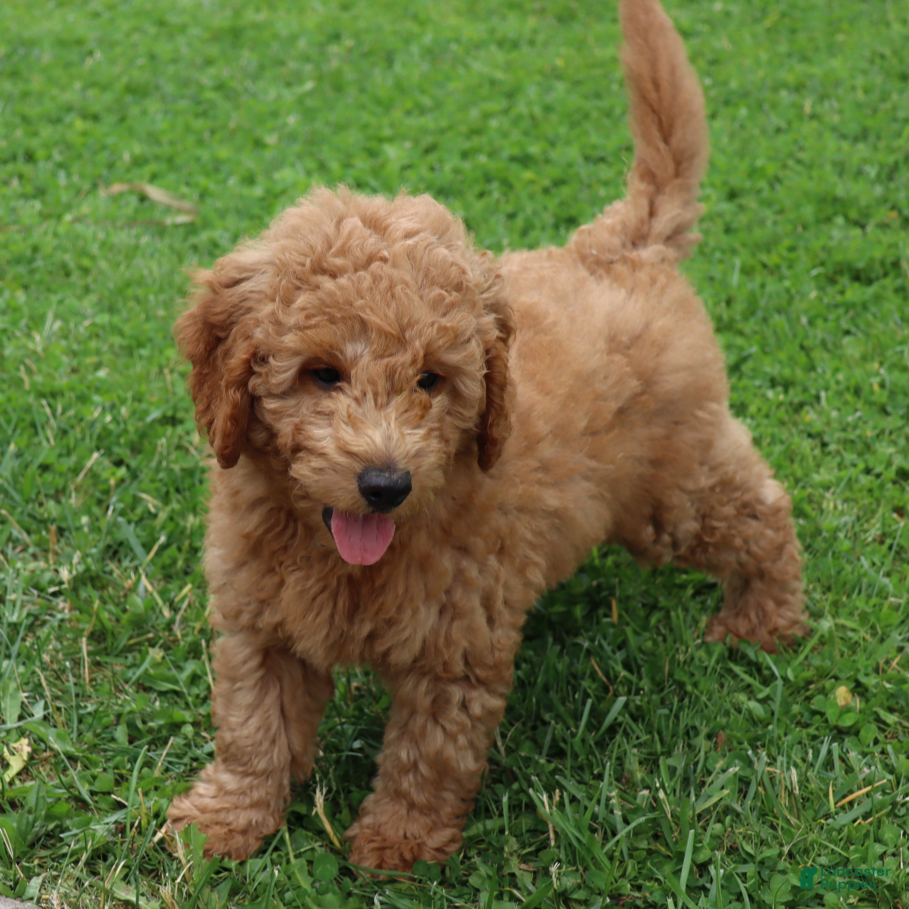 Mini Goldendoodle dogs Bobby - Ad 2