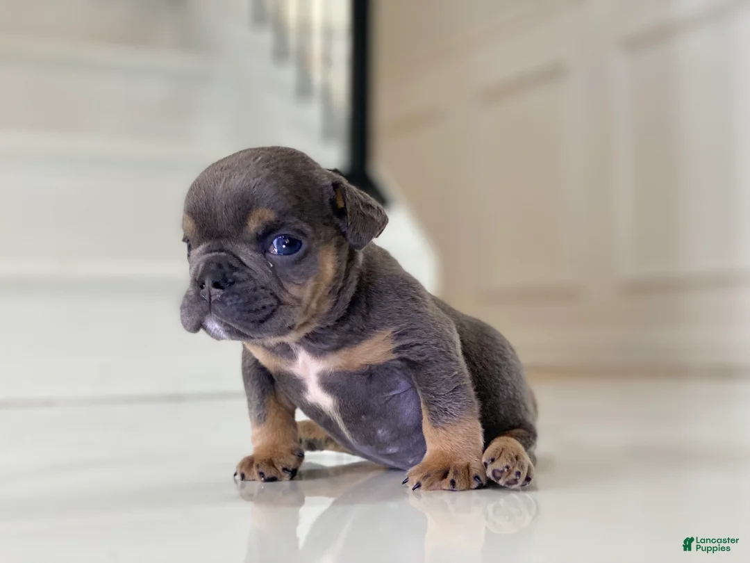 English Bulldog dogs for sale: Kisses - SPECIAL NEEDS - Ad 2