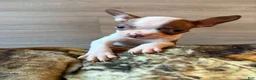 Boston Terrier dogs for sale: Boston Terrier 1 - Ad 18