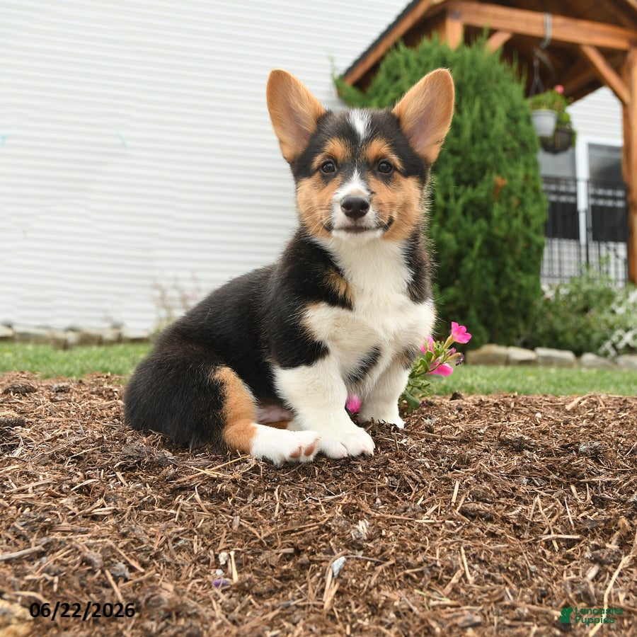 Welsh Corgi Pembroke dogs Pirate - Ad 2