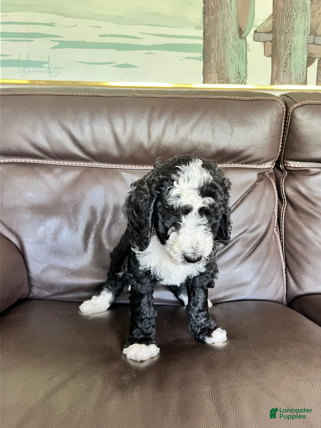 Mixed Breed dogs for sale: Chip - Ad 6