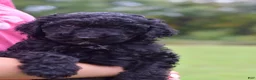 Standard Poodle dogs for sale: Standard Poodle 1 - Ad 1