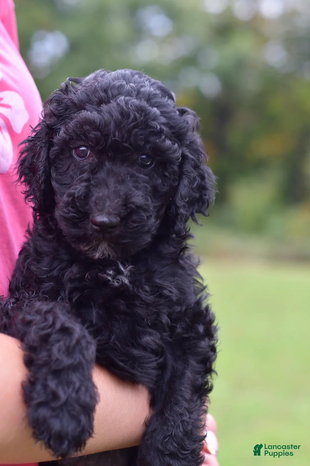 Standard Poodle dogs for sale: Standard Poodle 1 - Ad 1