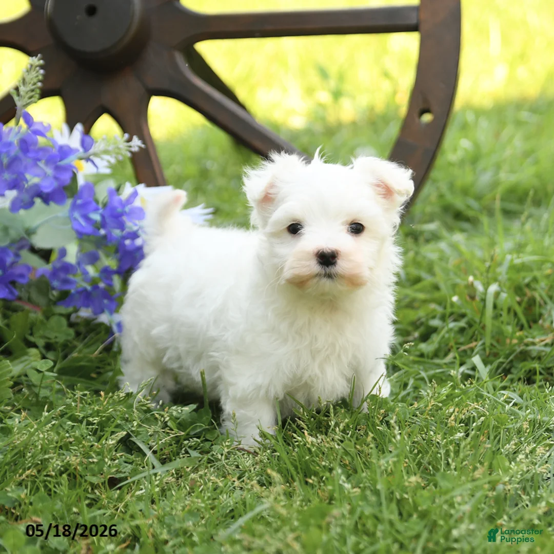 Maltese dogs for sale: Cupcake - Ad 2