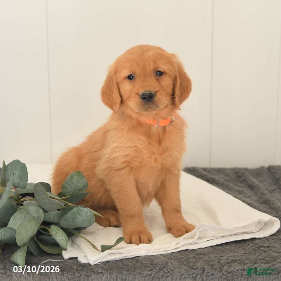 Golden Retriever dogs Maverick - Ad 1